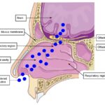 İnhale ilaçlar için burundan beyne giden yol
