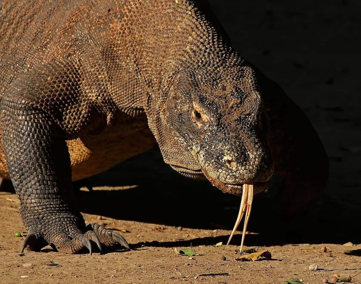 Komodo Ejderlerinin Dişleri Demir Katmanıyla Kaplı