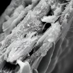 Kriyo-taramalı elektron mikroskobu altında gözlemlenen Liriodendron tulipifera ahşabı