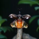 Uçuşa geçen bir gergedan böceği