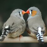 Zebra ispinozu çifti