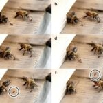 japon bal arısı karınca tokat