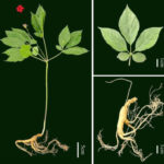 ginseng genom