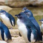 küçük mavi penguen izlanda