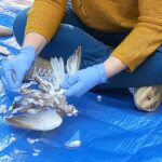 Neandertal yemek avcılık