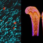 Diğer hücrelere (camgöbeği) bitişik nöronlarda (kırmızı) MBH.