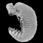 520 Milyon Yıl solucan fosil