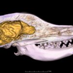 Bir köpeğin kafatası ve içindeki beynin yüksek çözünürlüklü BT taraması