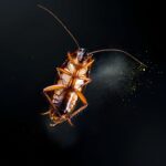 hamam böceği ilaç