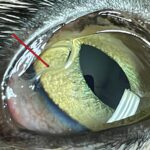 Bir kedinin gözünde yetişkin bir Thelazia callipaeda.