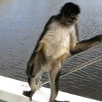 Bir teknenin kenarında duran örümcek maymun