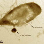 Candidatus Nanohaloarchaeum antarcticus'un konakçısı Halorubrum lacusprofundi