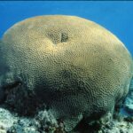 Diploastrea heliopora dev kaya mercanı