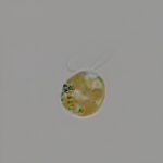 Dünyanın bilinen en büyük proteininin keşfedildiği Prymnesium parvum