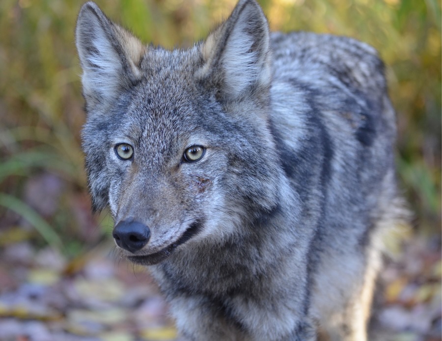 Kurtlar Ne Yer? 2 Eastern Wolf Comparison