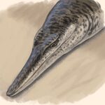 Enalioetes schroederi