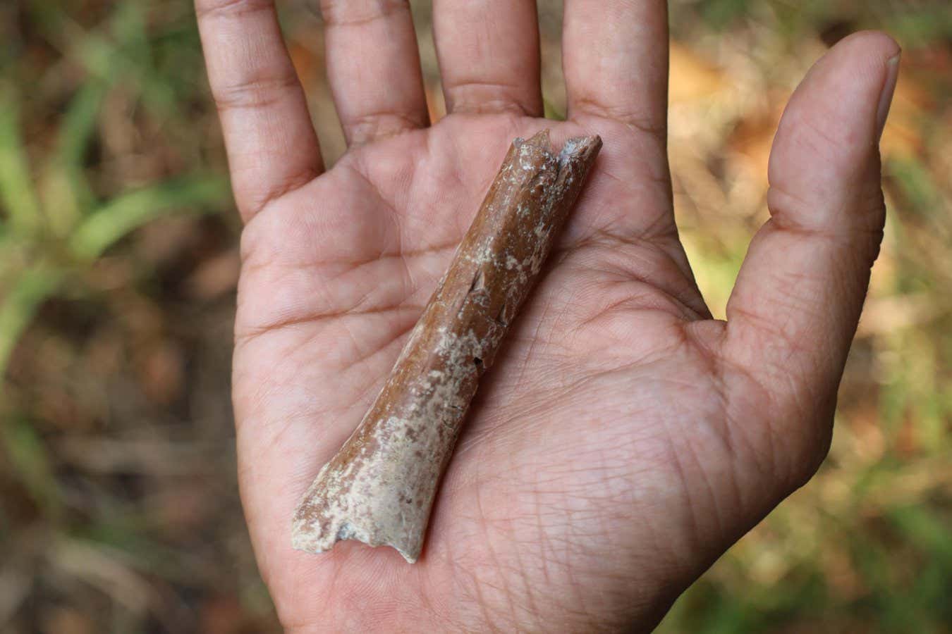Endonezya’daki Hobbit Homininlerinin Ataları Daha da Küçük Olabilir