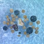 GISP2 toprak örneğinde bulunan söğüt tomurcuğu pulu