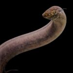 Güney Amerika akciğer balığı