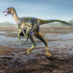 Hypnovenator matsubaraetoheorum'un yeniden canlandırılması