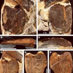 Jantungspermum gunnellii