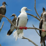 Kızıl ayaklı sümsük kuşu yuvası