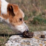 kaka dışkı yiyen köpek