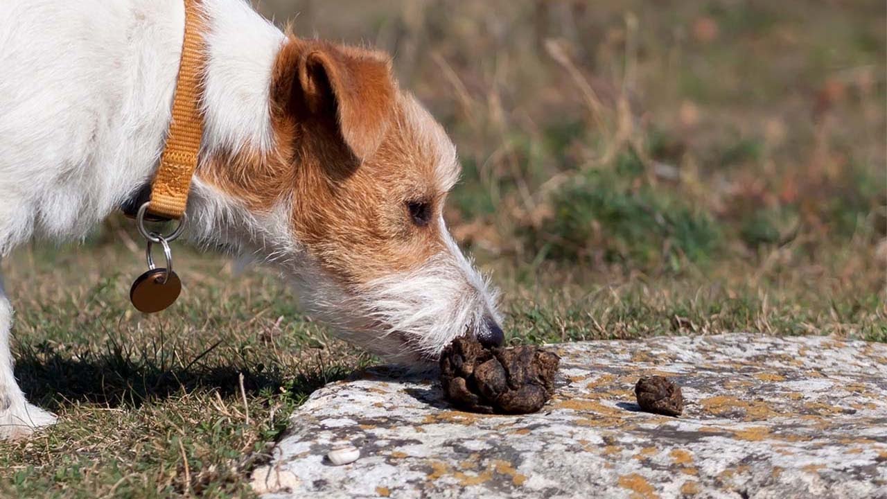 Köpekler Neden Dışkı Yiyor?