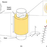 Miyelin kılıfın oluşturduğu silindirik boşluk