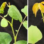 Modifiye edilmemiş bir bitkinin yanında neredeyse dikensiz güllerden biri (solda)