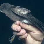 And fırtına kuşu (Oceanites barrosi)