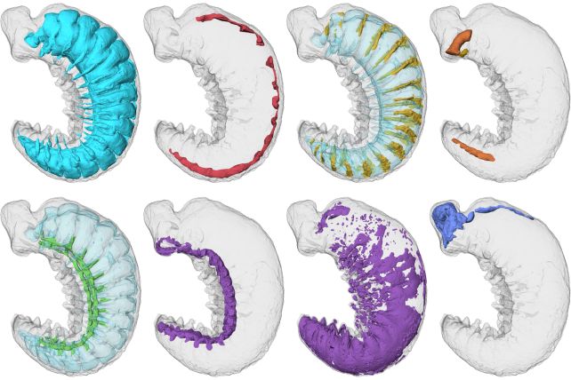 Beyni ve Bağırsakları Korunmuş 520 Milyon Yıllık Fosilleşmiş Larva Bulundu 3 Organ systems