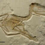 Propterodacylus frankerlae