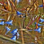 Stadtwaldsee'de çok sayıda mavi erkek kara kurbağası