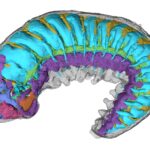 Y. yuanshi'nin iç anatomisinin yeniden canlandırılması