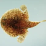 Yassi yarasa baligi Halieutichthys aculeatus