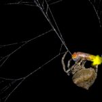 ağ dokuyan örümcek