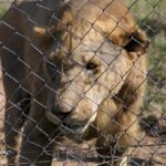 Güney Afrika'da ticari bir yetiştirme tesisinde aslan