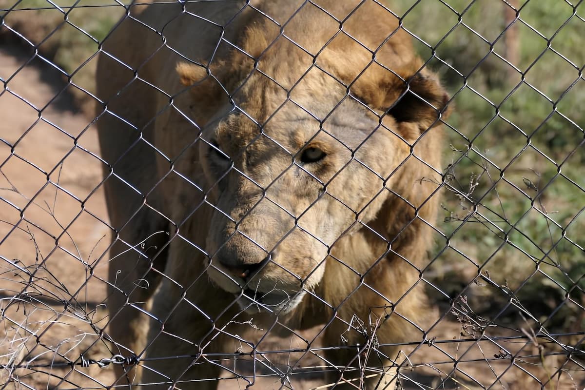 Güney Afrika’nın Esaret Altındaki Aslan Endüstrisinin Sonlandırılması İçin Çağrı Yapılıyor