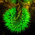 güneş patlaması anemonu (Anthopleura sola)