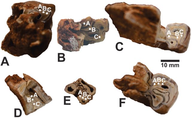 Antik Kayalarda Neandertal Uyum Yeteneğinin Şaşırtıcı İşaretleri Keşfedildi 4 hayvan disleri