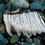 Wrangel Adası'ndaki nehir kıyısında bulunan bir mamut dişi