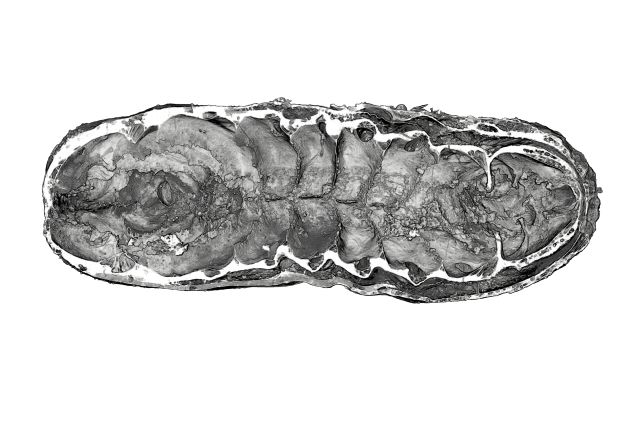 Beyni ve Bağırsakları Korunmuş 520 Milyon Yıllık Fosilleşmiş Larva Bulundu 2 top down