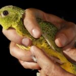 Avustralya gece papağanı