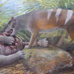 Badjcinus timfaulkneri, Silvabestius michaelbirti leşiyle besleniyor