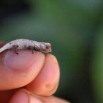 Brookesia nofy türünden bir yaprak bukalemunu