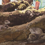 Riograndia and Brasilodon