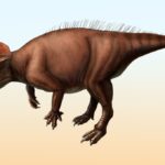 Sasayamagnomus saegusai'nin yaşam rekonstrüksiyonuu