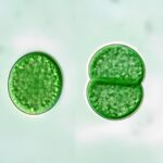 Synechococcus cyanobacteria