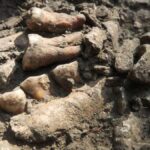 Thorin'in azı dişlerinden birinin kökü